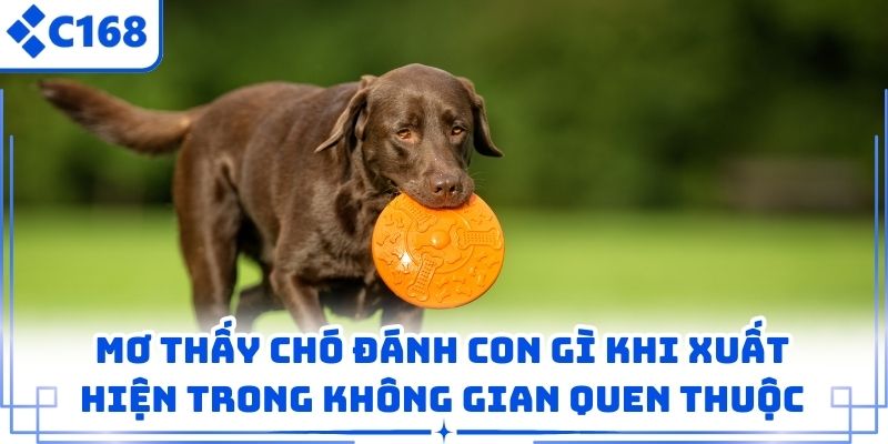 Mơ thấy chó đánh con gì khi xuất hiện trong không gian quen thuộc